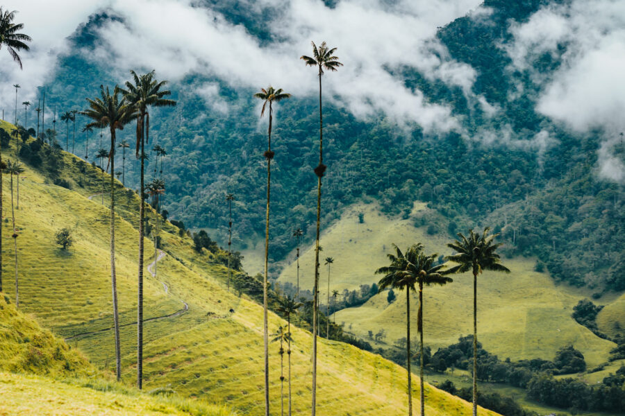 a beautiful landscape of the Cocora Valley