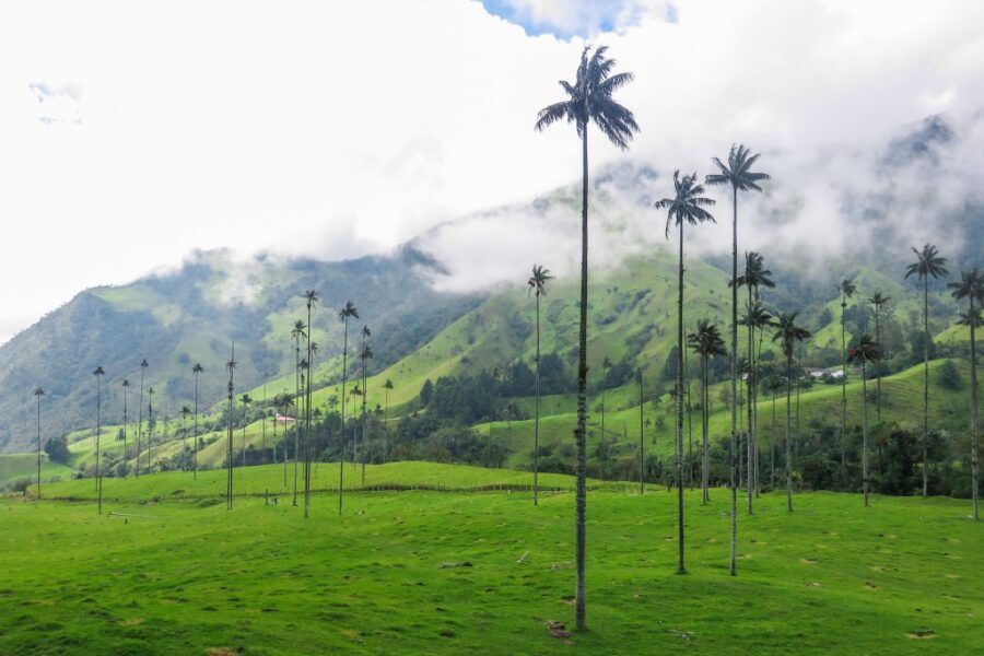 Valle-del-Cocora-en-Salento