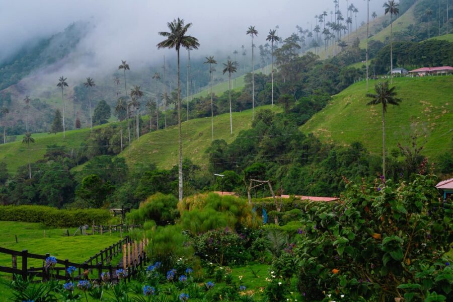 landscape-with-tropical-nature-in-salento-quindio-cocora-in-colombia-with-wax-palms