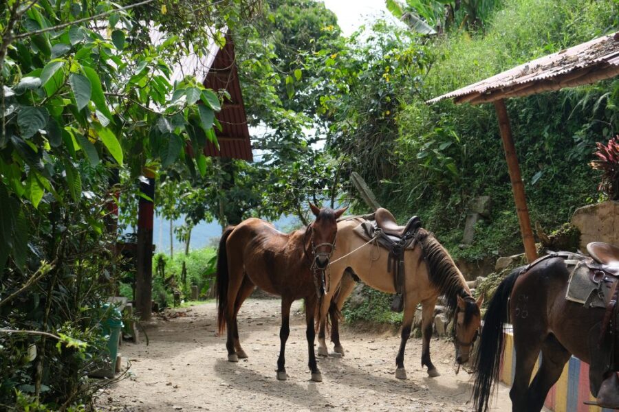 multicolored-horses-near-the-lecture-hall-of-the-coffee-farm-1024x683