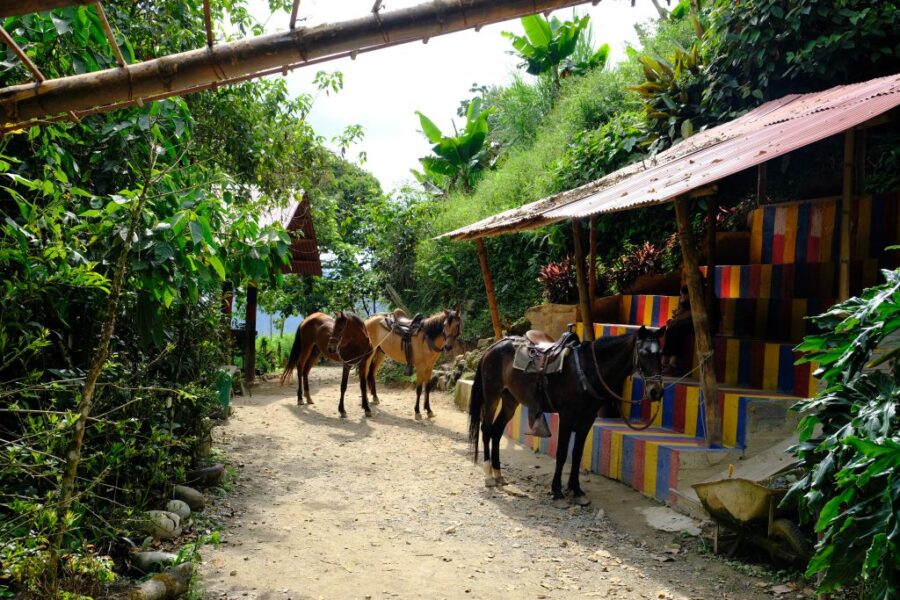 three-horses-in-front-of-coloful-steps-and-green-trees-1024x683