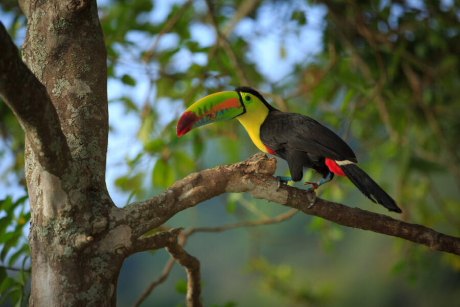 Bordwatching-Minca-Colombia-1-1024x682