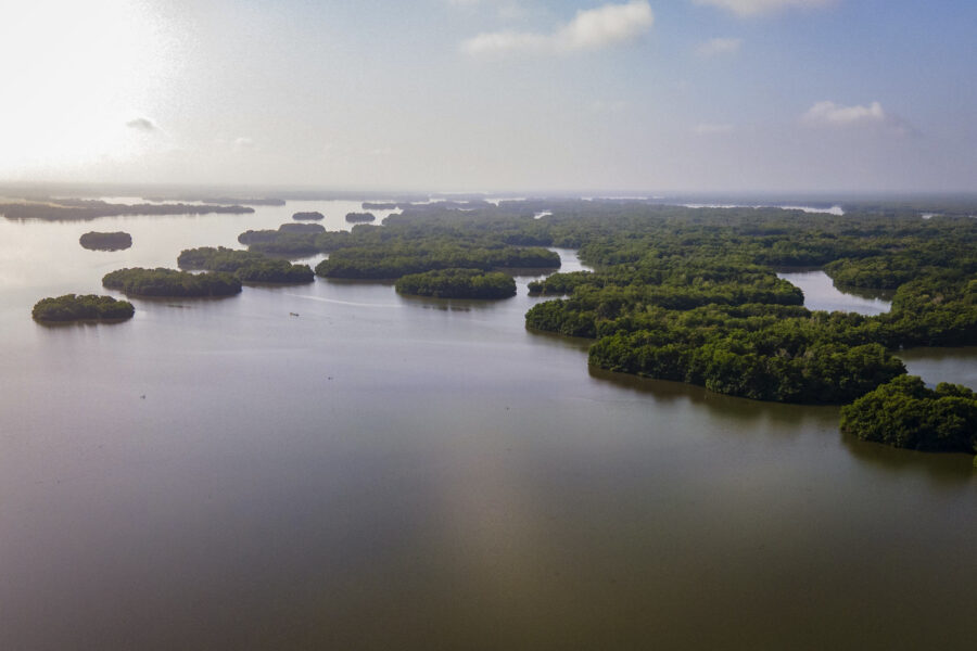 bosques-de-mangle-recuperados-cienaga-grande