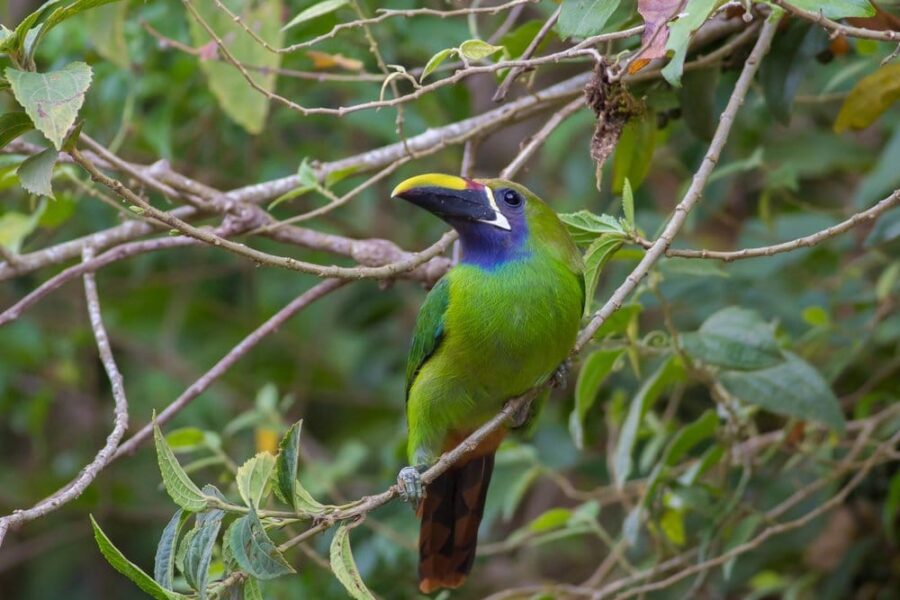 wildlife-spotting-early-bird-tour-reserva-El-Dorado-visit-Colombia-Lulo